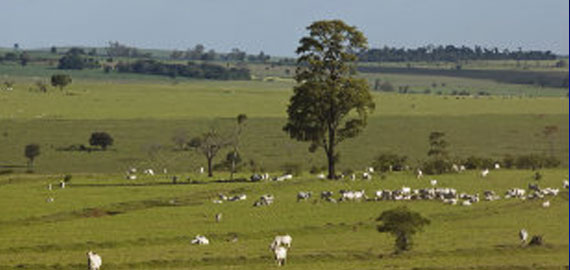 Abag e Coopercitrus discutem integração lavoura-pecuária-floresta