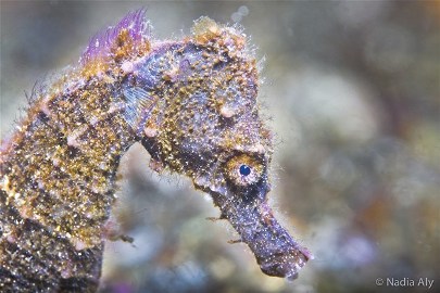 Este cavalo marinho foi fotografado em Alor.