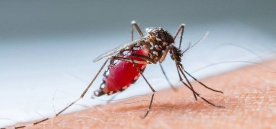 Dengue chega a 1,59 milhão de casos no Brasil em 2015 em balanço parcial