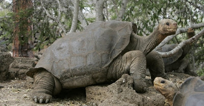 Cientistas tentam trazer de volta espécie de tartaruga extinta