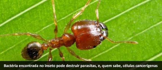 Ciência busca fármacos em formigas