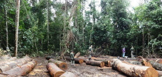 Emissões de CO2 por desmatamento são menores que previsto, diz estudo