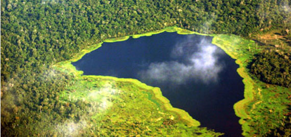 Floresta Amazônica - Caracterização