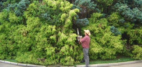 Poda na Arborização