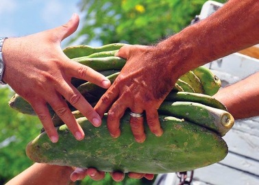 Bom Jesus da Lapa:Agricultores recebem mudas de Palma e Quintais Agroflorestais