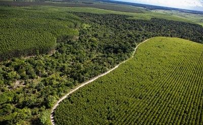 Planejamento pode conciliar recuperação florestal e expansão agrícola