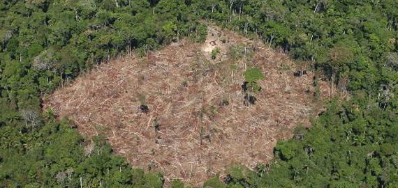 Desmatamento na Amazônia dá sinais de voltar a crescer