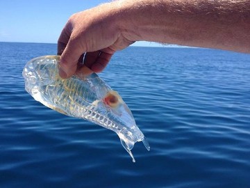 Animal marinho transparente identificado como uma 'salpa' foi encontrado na Nova Zelândia.