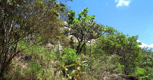 Árvore em risco de extinção é descoberta por acidente na Bahia