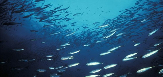 Peixes prateados enganam predadores desviando a trajetória da luz