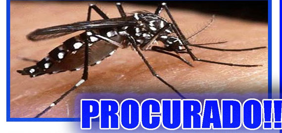 USP de Piracicaba emprega radiação para infertilizar mosquitos da dengue