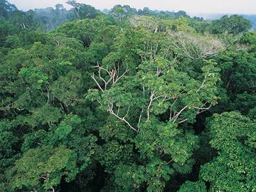 Estanho justifica aposta bilionária da Apple na Amazônia