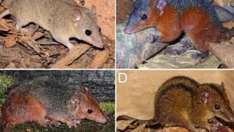 Cientista descobre quatro novas espécies de mamíferos no Brasil