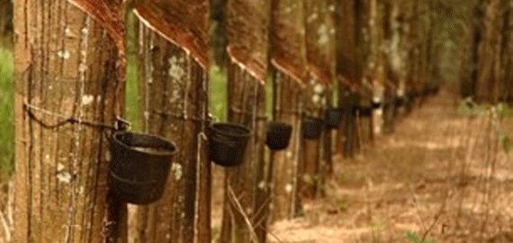 Pesquisadores lutam pelo cultivo da seringueira em larga escala