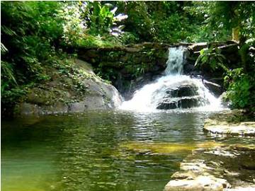 Dia Nacional da Floresta Atlântica, 