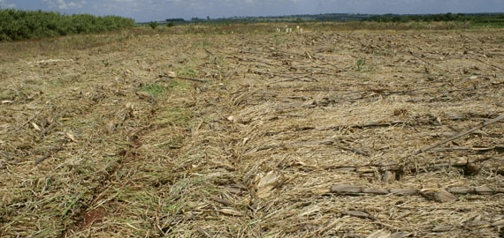 Técnica do plantio direto alia produção com preservação da terra