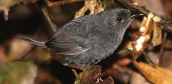 Nova espécie de pássaro descoberta no Brasil já corre risco de extinção