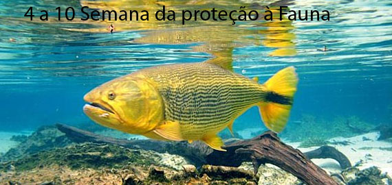 04 a 10  SEMANA DA PROTEÇÃO Á FAUNA