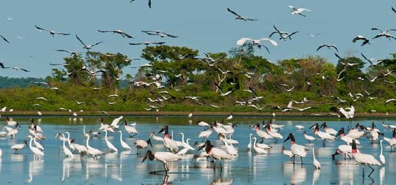 Ministério do Meio Ambiente atualiza lista de áreas com prioridade de conservação