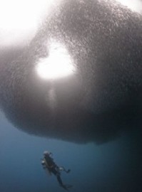 Dança de cardume de sardinhas forma coração no mar nas Filipinas